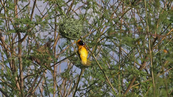 Northern Masked Weaver, ploceus taeniopterus, Male standing on Nest, in flight, Flapping wings