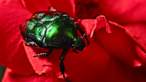 Close-up View of Green Rose Chafer - Cetonia Aurata Beetle on Red Rose. Amazing Bug Is Among Petals