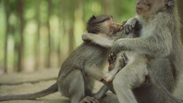 Playful Macaques In Monkey Forest