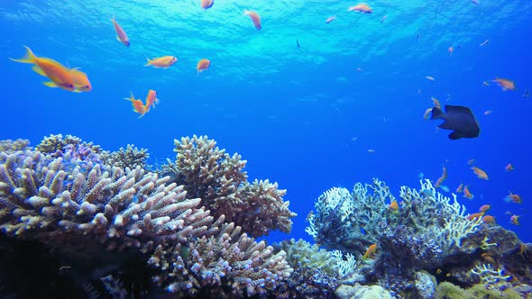 Underwater Tropical Colourful Fish