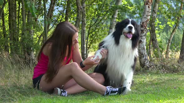 A Young Beautiful Woman Examines a Border Collie While Sitting on Grass in a Meadow