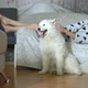White Samoyed, fluffy dog and happy girl hugging, petting and cuddling at home - VideoHive Item for Sale