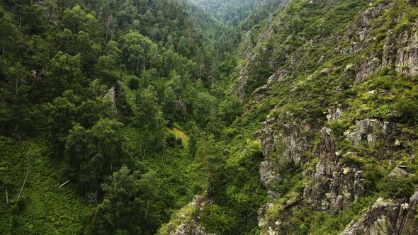 Mountain Ravine with Green Fauna