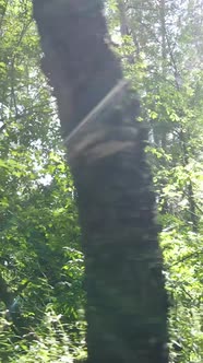 Vertical Video of a Beautiful Natural Landscape in the Forest During the Day