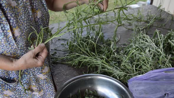 Cleaning herb arugula for vegetarian eating