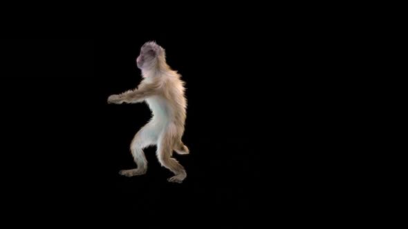 Monkey Dance HD