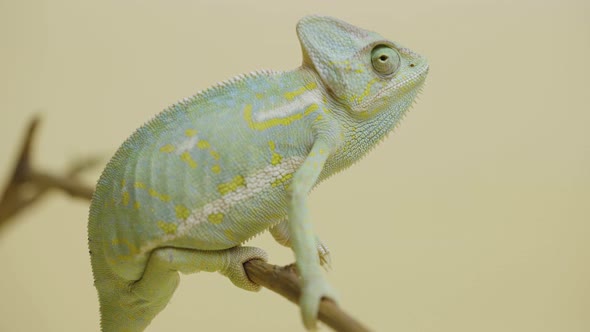 A Chameleon Sits on a Branch and Looks Around in Close Up on a White Background