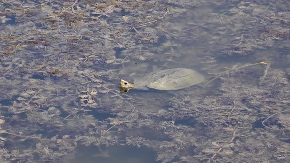 A Water Tortoise Floating in Turbid Muddy Swamp Lake Full of Freshwater Plants