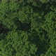 Flying Over Forest 4 - VideoHive Item for Sale