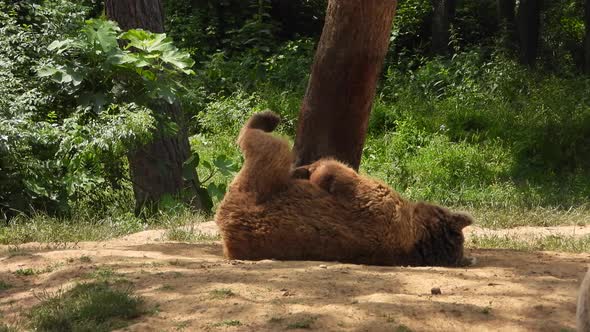 Bear In Natural Habitat Among The Trees In The Forest