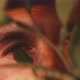 Close up shot of blue eyed man peaking through plants to take pictures - VideoHive Item for Sale