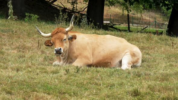 Beautiful brown asturian spanish cow with big horns resting on ranch with green grass