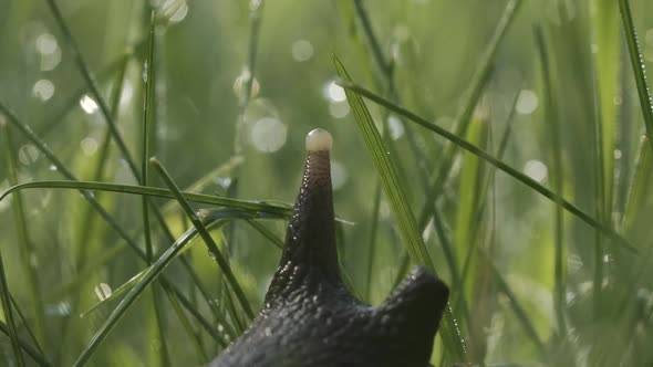 Close Up of Lovely Big Beautiful Snail with Moving Antennae