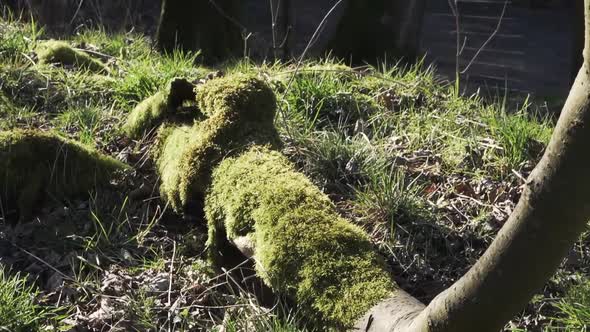 Thick green overgrown moss on a large fallen tree in a forest