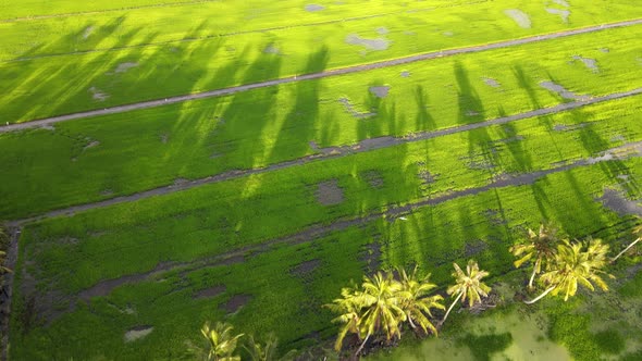 Aerial view look down the shadows of coconut tree