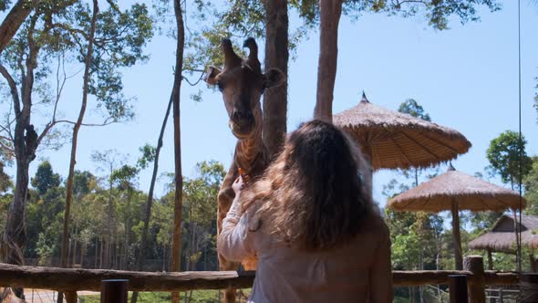 Zoo Visitor Feeding Giraffe