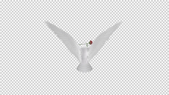 White Dove with Red Rose - Flying Loop - Back View alt