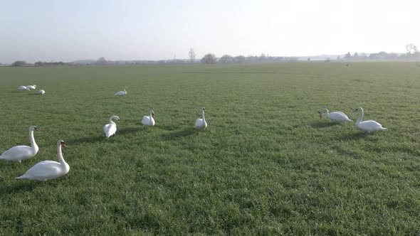 Group of swans