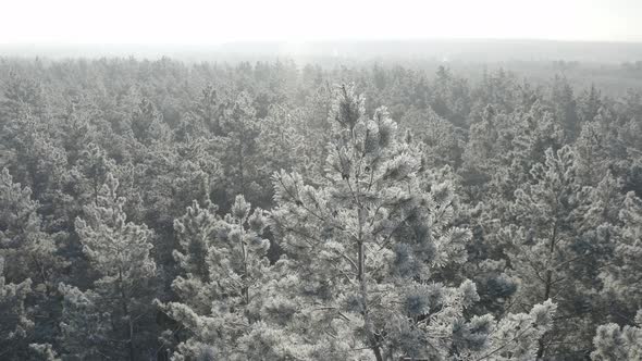 Ungraded Dlog Beautiful Snowy White Forest In Winter Frosty Day