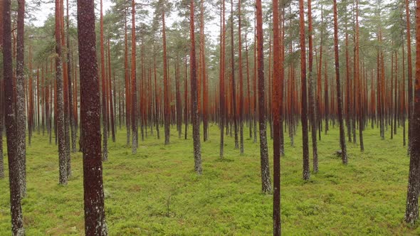 Mysterious green forest woodland in a overcast weather, drone flying backward