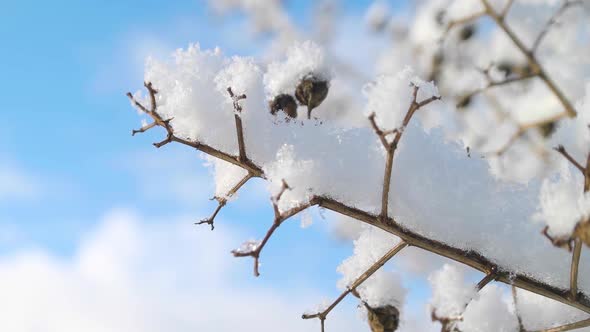 Snow on Tree Branch