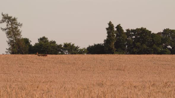 Deer in Barley Field Exiting Frame