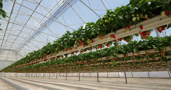 Strawberries growing under green houses in southern France.