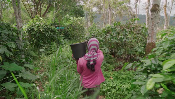 Walking With Bucket Of Coffee Cherries