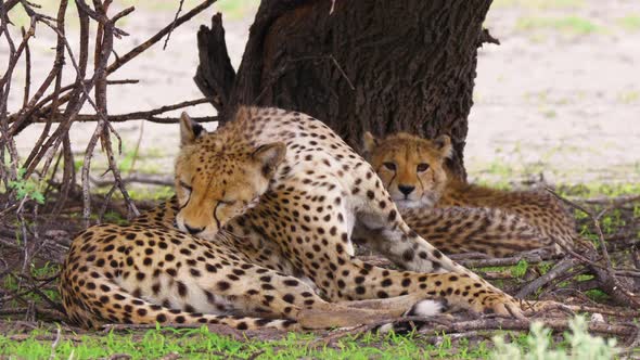 Female Cheetah Grooming Herself Under A Tree With Her Two Cubs In Kalahari Game Reserve In Botswana.