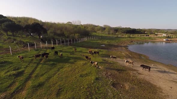 Aerial Cattle Herd Titl