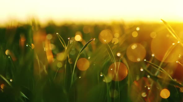 Background of Dew Drops on Bright Green Grass with Sun Beam. Bright Natural Bokeh