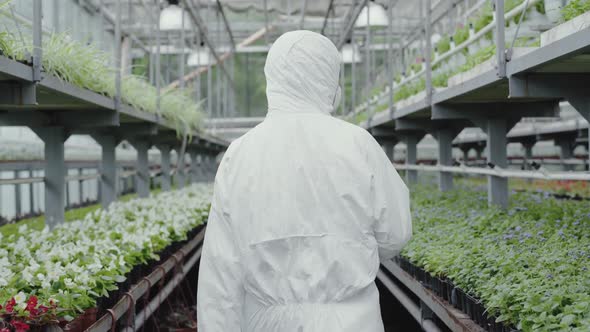 Camera Follows Woman in White Protective Suit Walking Between Rows of Flowers in Greenhouse. Back