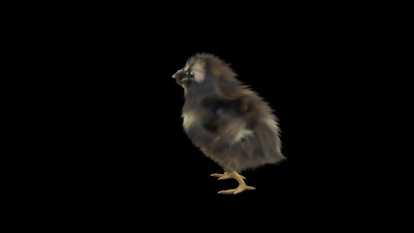 21 Baby Chicks Dancing HD