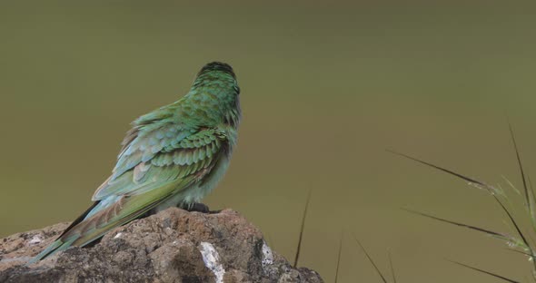 Blue Cheeked Bee-eater on a rock ruffles its feathers and stretches during early morning in grasslan