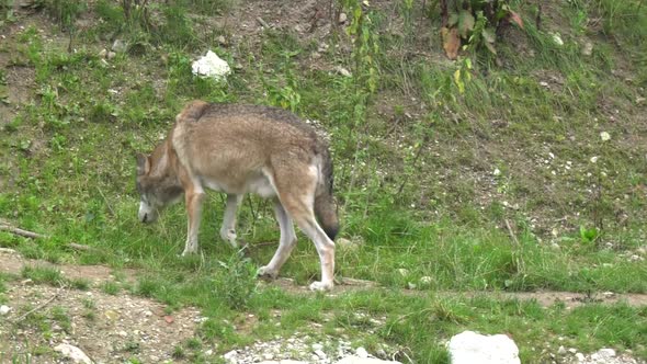 Wolf in the forest