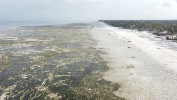 Shore of Zanzibar Island Tanzania at Low Tide