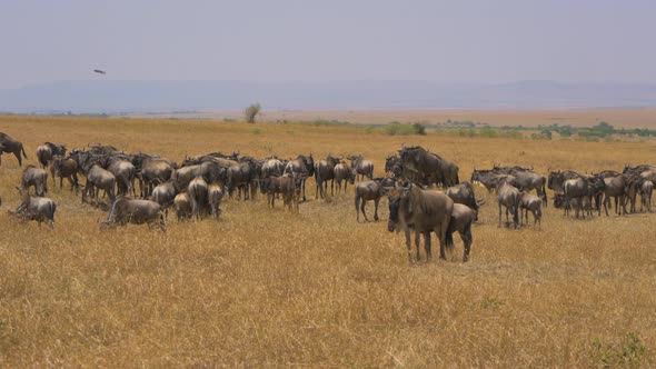 Wildebeests on dry African plains