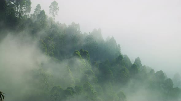 Forest shrouded in dense fog