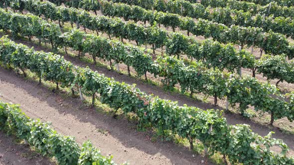 Vineyard Plantation