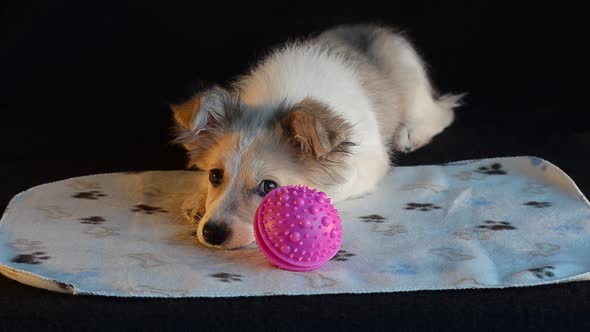 The Puppy Hid Behind a Pink Ball and Does Not Want to Play