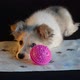 The Puppy Hid Behind a Pink Ball and Does Not Want to Play - VideoHive Item for Sale