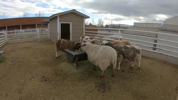 Sheep and goats, one with three horns, eat hay in a farm pen