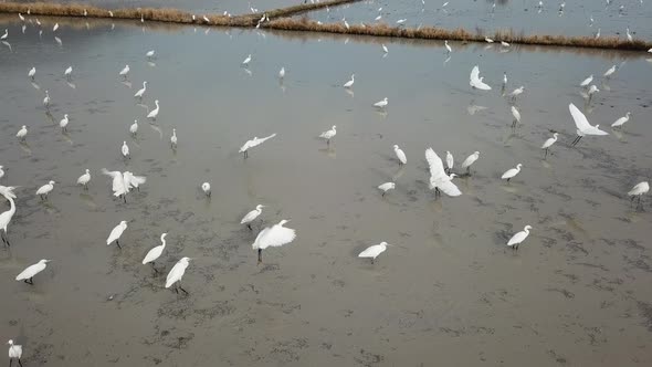 White egret bird fishing in mud at Bukit Mertajam