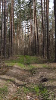 Vertical Video of a Road in the Forest Slow Motion