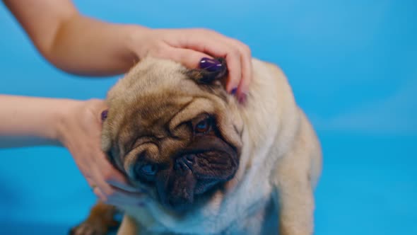 Cute pug on blue background.