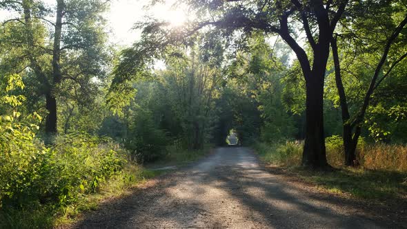 Scenic Forest Landscape in the Early Morning. The Sun's Rays Leak Through the Branches of Trees