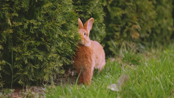 Rabbit Grazing on the Lawn