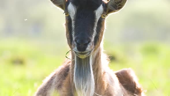 Domestic Milk Goat with Long Beard and Horns Resting on Green Pasture Grass on Summer Day