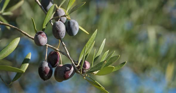 France, Branch of olive tree with olives