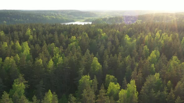 Flight over evergreen forest in a summer sunny day